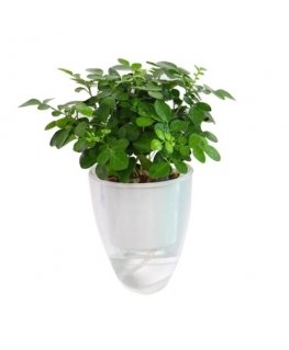 Oliz Savaime laistantis gėlių vazonas – 14,5 cm – baltas – su