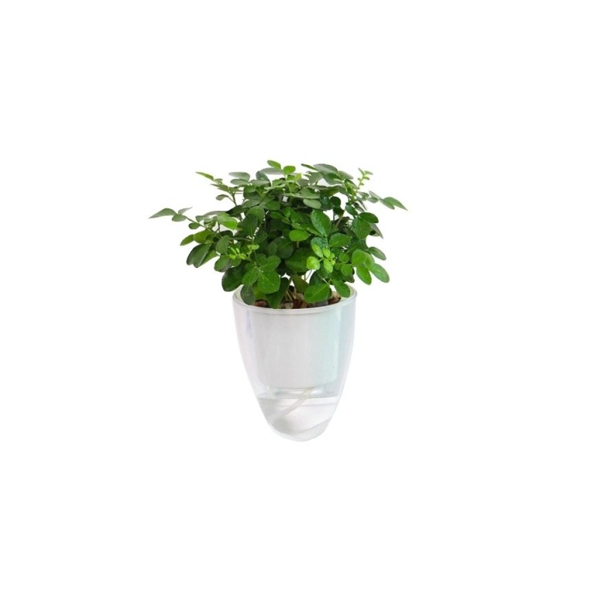 Oliz Self-Watering Flower Pot - 14.5 cm - White - with