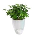 Oliz Self-Watering Flower Pot - 14.5 cm - White - with Oliz Self-Watering Flower Pot - 14.5 cm - White - with