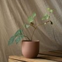AmeliaHome Kukka-astia AH SHIRE ROSE 10X9,5 AmeliaHome Kukka-astia AH SHIRE ROSE 10X9,5