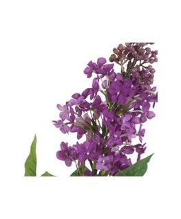 Eurofirany KW/NATU/387/Smuikas Смужка+ЗЕЛЕНЫЙ