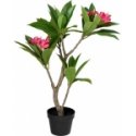 Kaemingk Kunstlik pottinud frangipani puu, 50 x 90 cm Kaemingk Kunstlik pottinud frangipani puu, 50 x 90 cm