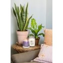 Yankee Candle Stargazing vahaküünal Silinder Lilleline Lilla 1 tk Yankee Candle Stargazing vahaküünal Silinder Lilleline Lilla 1 tk
