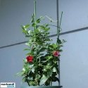 Žiedas atramas augalų 78 cm ProGarden