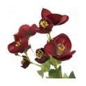 Eurofirany KW/NATU/471/POMA POMA Eurofirany KW/NATU/471/POMA POMA