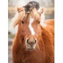 Ravensburger puzzle 500 pcs: pony and cat Ravensburger puzzle 500 pcs: pony and cat