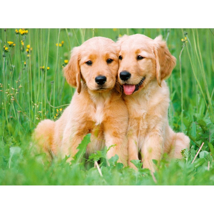 Ravensburger puzzle 500 pcs: golden retrievers – 2