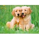Ravensburger puzzle 500 pcs: golden retrievers Ravensburger puzzle 500 pcs: golden retrievers
