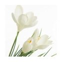 Eurofirany KW/NATU/465/J.FI J.FIOL Eurofirany KW/NATU/465/J.FI J.FIOL