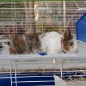 Ferplast Barn 120 Rabit Harmaa