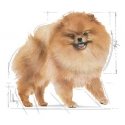 Royal Canin Pomeranian Adult 1.5 kg