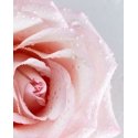 NIVEA Rosa & Argan 500 ml Kerma Naisten