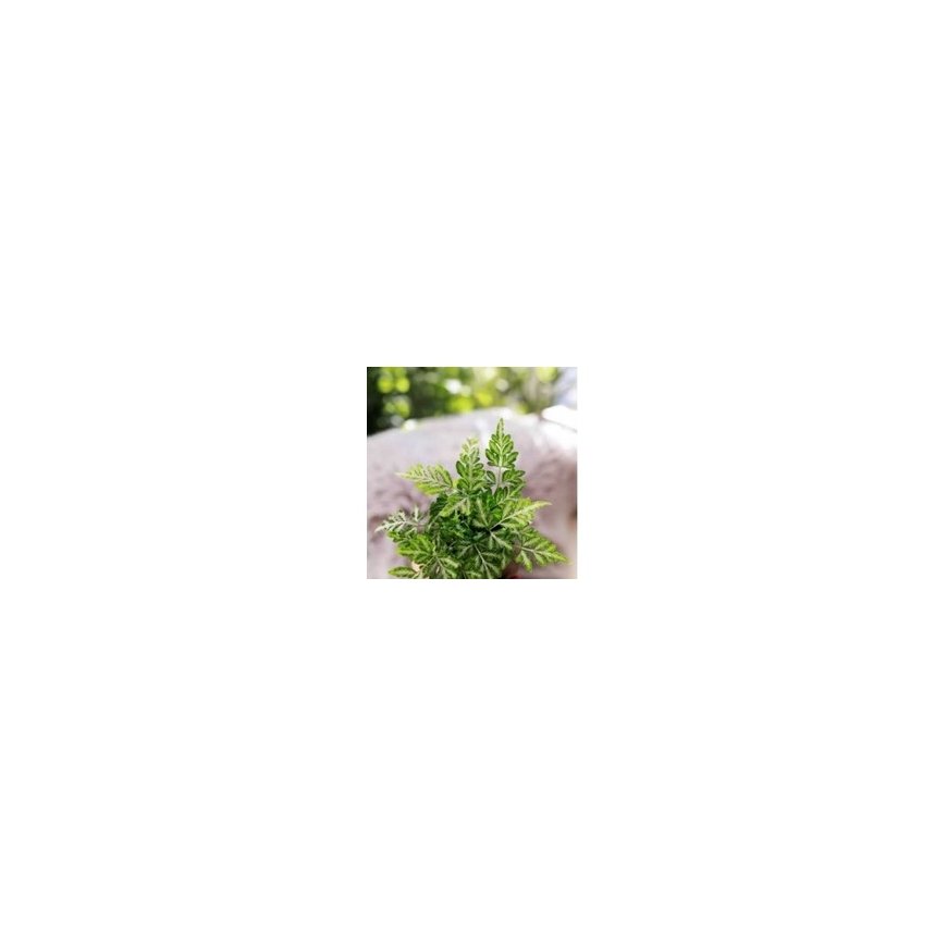 Mondex Vazonai HIBISKŲ ŠAKALĖ AR BLIUČIEM 96cm