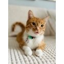 ZOLUX Kakla saites kaķiem ar putna formas piekariņu CHATOUILLE zaļā krāsā ZOLUX Kakla saites kaķiem ar putna formas piekariņu CHATOUILLE zaļā krāsā