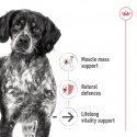 Royal Canin Medium Ageing Meat Senior 410 g Royal Canin Medium Ageing Meat Senior 410 g