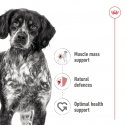 Royal Canin Medium Adult Liha Aikuinen 410 g Royal Canin Medium Adult Liha Aikuinen 410 g