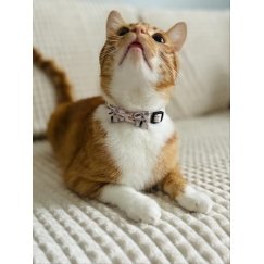 ZOLUX Cat Collar with Bow CHATOUILLE Beige