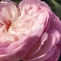 Chloé Rose Naturelle Eau de Parfum 30 ml Moteriškas