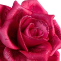 Eurofirany KW/FLORE/823/C.R D.R.O. Eurofirany KW/FLORE/823/C.R D.R.O.