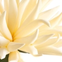 Eurofirany KW/FLORE/844/K K Eurofirany KW/FLORE/844/K K