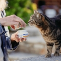 VIRBAC Movoflex Joints - dietary supplements for cats - 30 pieces VIRBAC Movoflex Joints - dietary supplements for cats - 30 pieces