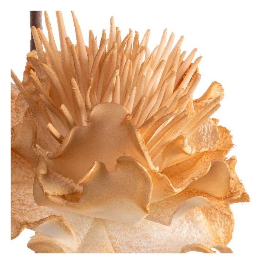 Eurofirany KW/FLORE/835/J.B J.BEIGE – 2