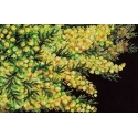 Beldizart ristpistesilmuse komplekt "Kevadine mimosa" 18x27 cm SNV-950