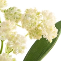 Eurofirany KW/FLORE/859/K K+TARGET Eurofirany KW/FLORE/859/K K+TARGET