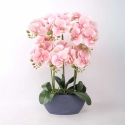 Home4You Orhideja „GARDEN QUEEN“, augstums 64 cm, gaiši rozā Home4You Orhideja „GARDEN QUEEN“, augstums 64 cm, gaiši rozā