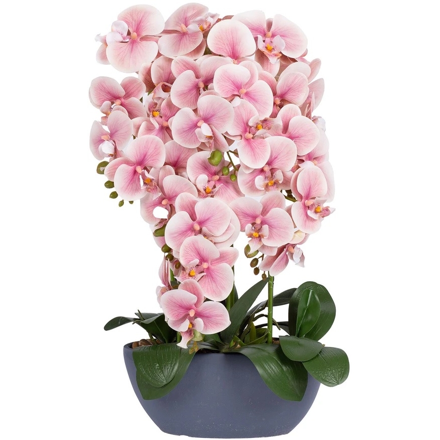 Home4You Orhidee „GARDEN QUEEN“, kõrgus 64 cm, helesinine roosa – 2