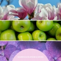 Reed Diffuser 100 ml MAGNOLIA ZIEDS & KOKA MILLEFIORI