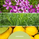Reed Diffuser 250 ml LEMON GRASS MILLEFIORI Reed Diffuser 250 ml LEMON GRASS MILLEFIORI