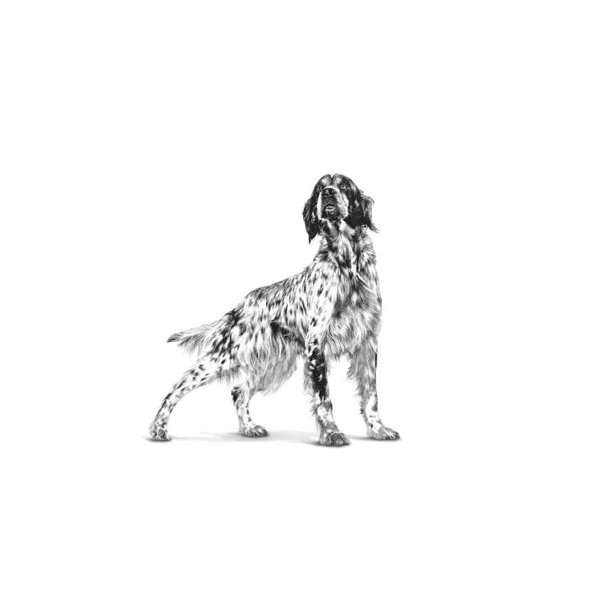 Royal Canin ROYAL CANIN Eläinlääketieteellinen munuaistoitu kuivaruoka koirille - 2kg – 3