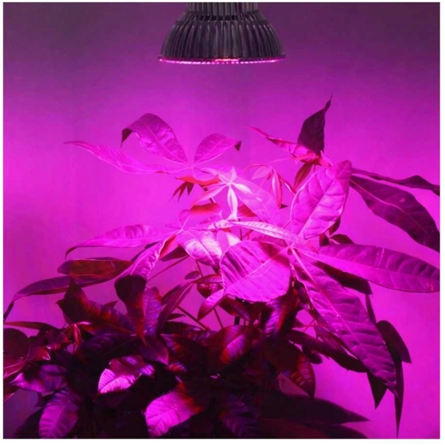 Oem Jaudīgs LED 1W - 30-40lm - Pilns spektrs - 400-840nm - Augu un ziedu audzēšanai - 10gab – 5