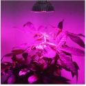 Oem Galingas LED 1W - 30-40lm - Pilnas spektras - 400-840nm - Augalams ir gėlėms auginti - 10vnt Oem Galingas LED 1W - 30-40lm - Pilnas spektras - 400-840nm - Augalams ir gėlėms auginti - 10vnt