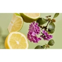 HAAN Roll-On Deodorant "Purifying Verbena", 40ml HAAN Roll-On Deodorant "Purifying Verbena", 40ml