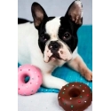 Beeztees KARLIE Игрушка для собаки Latex Doggy Donuts 12x12x5 см /36 (521336) Beeztees KARLIE Игрушка для собаки Latex Doggy Donuts 12x12x5 см /36 (521336)