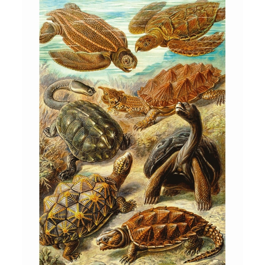 Puzzle Good Loot Imagination - Ernst Haeckel: Sea Turtles 1000 pcs – 2