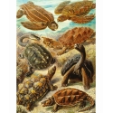Puzzle Good Loot Imagination - Ernst Haeckel: Sea Turtles 1000 pcs Puzzle Good Loot Imagination - Ernst Haeckel: Sea Turtles 1000 pcs