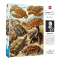 Puzzle Good Loot Imagination - Ernst Haeckel: Sea Turtles 1000 pcs Puzzle Good Loot Imagination - Ernst Haeckel: Sea Turtles 1000 pcs