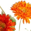 Eurofirany KW/NATU/490/POM POMA Eurofirany KW/NATU/490/POM POMA