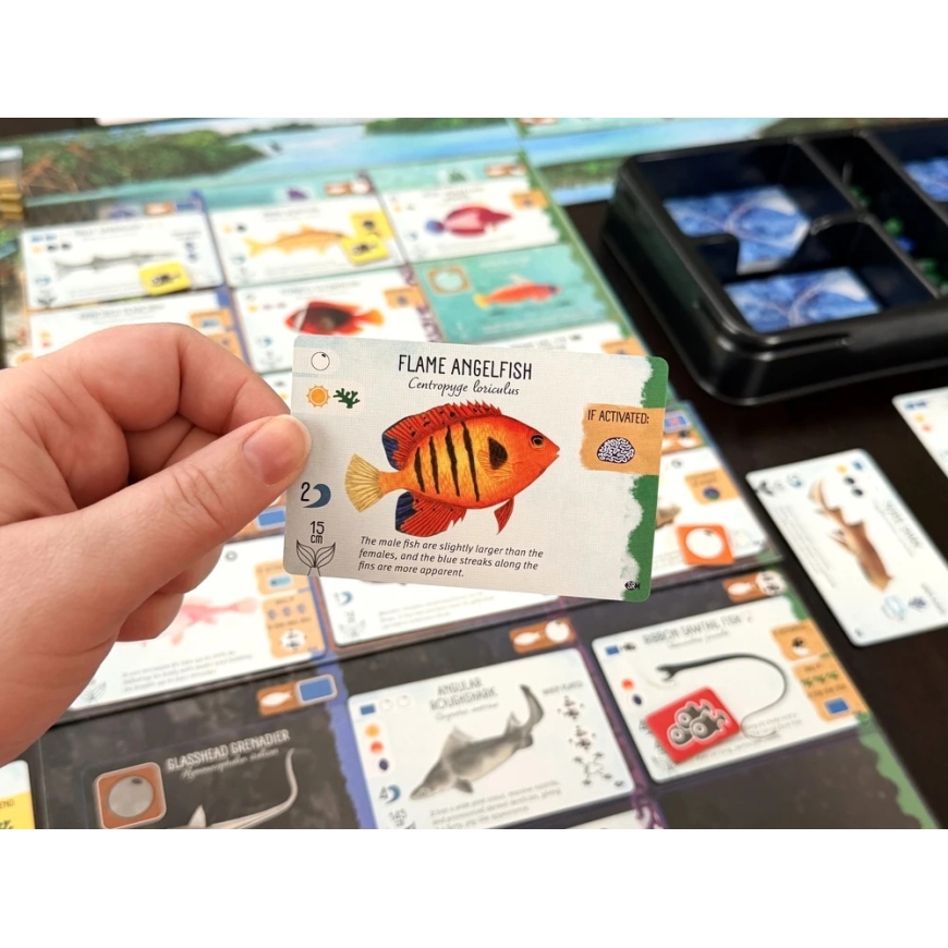 Stonemaier Games Finspan: Sharks & Reefs – 3