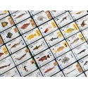 Stonemaier Games Finspan: Hai ja Riutat Stonemaier Games Finspan: Hai ja Riutat