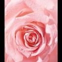 Nivea "Rose Touch" (waterproof eye makeup remover) 100 ml Nivea "Rose Touch" (waterproof eye makeup remover) 100 ml