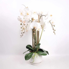 Home4You Orchidée „GARDEN QUEEN“, kõrgus 68 cm, valge