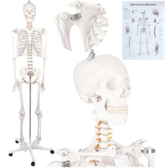 Human Skeleton - 170cm Glimz