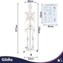 Inimese Skelett - 170cm Glimz