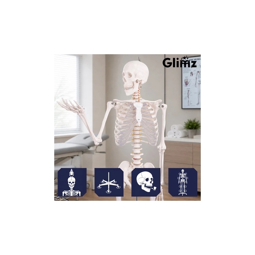 Inimese Skelett - 170cm Glimz – 3