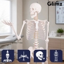 Inimese Skelett - 170cm Glimz