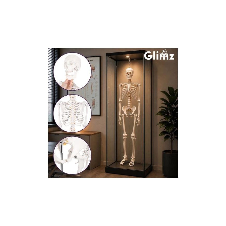 Inimese Skelett - 170cm Glimz – 4